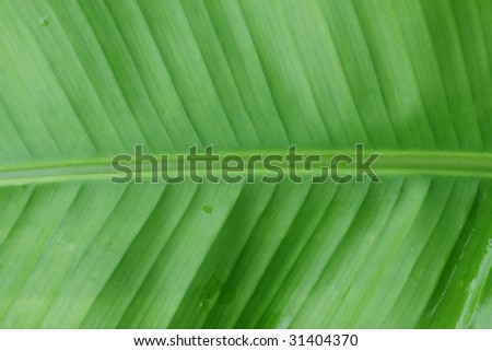 Banana tree leaf texture as background