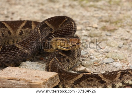 Ferdelance Snake On A Sandy Soil Ready To Strike Stock 