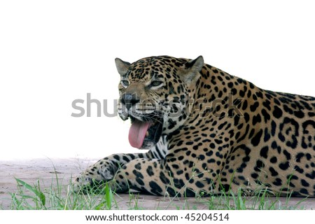 jaguar laying down
