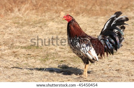 Fighting rooster in a farm field