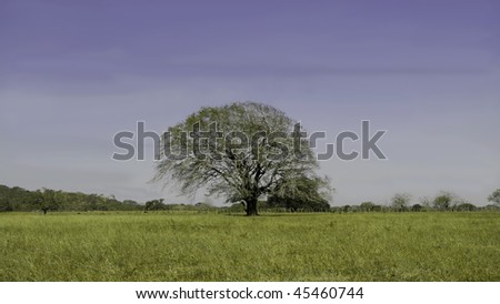 Huge tree in the middle of a cattle field