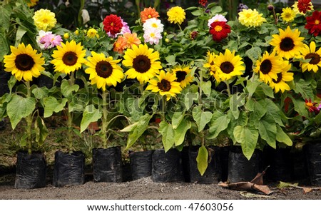 Beautiful sunflower plants together with other flowers in a flower sale stand