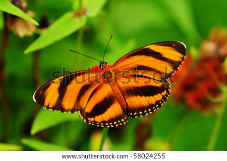 Beautiful Banded Orange Heliconian (Dryadula phaetusa) butterfly posed on a flower feeding