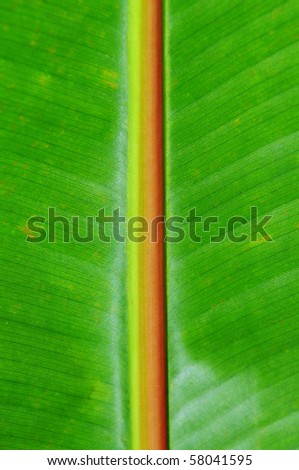MAcro shot of the center of a banana tree leaf