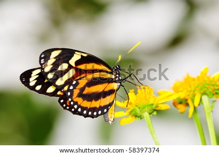 Tiger-Mimic Queen (Lycorea cleobaea) butterfly posed on a flower feeding