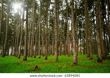 Pine forest with tall trees and the sun shining through in the background