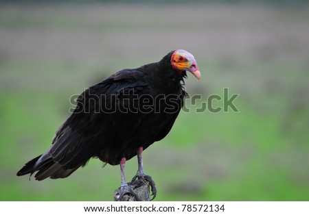 Lesser Yellow-headed Vulture (Cathartes burrovianus) on top of a fence post