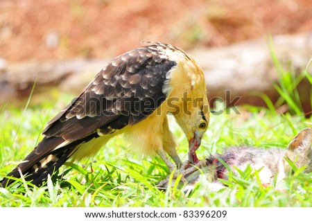 Yellow-headed Caracara (Milvago chimachima) on a roadside eating a kitten that was hit by a car