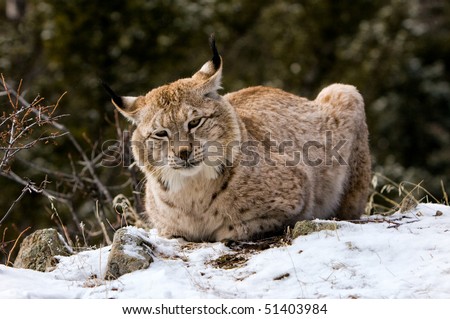 Eurasian (Siberian) lynx lying down, with eye contact