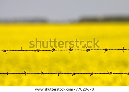 Field with yellow rapeseed flowers in spring and two barbed wire