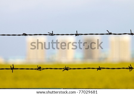 Field with yellow rapeseed flowers in spring, blocks and two barbed wire