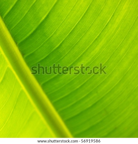 Leaves, banana, close-up