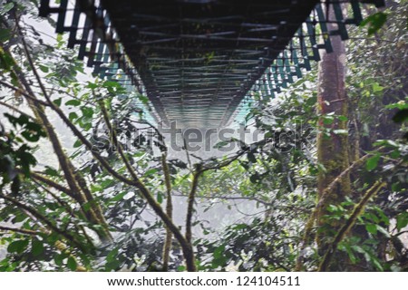 View from underneath the many bridges which travel through the cloud forest of Monte Verde, Costa Rica