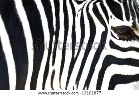 Close up texture of a zebra