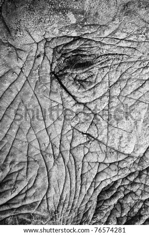 Close up photo of the rough texture of an African Elephant