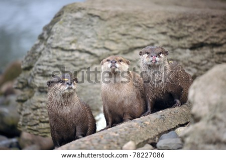 Cute Otters at the riverside