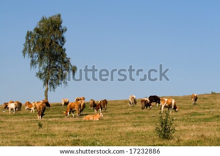Grazing cows on an arid field