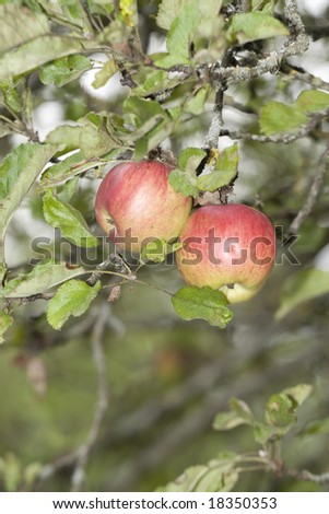 Two apple on a branch
