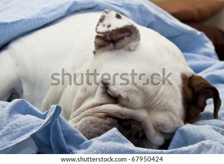 Sleeping English Bulldog