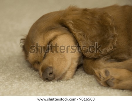 long haired dachshund photos. the long haired dachshund