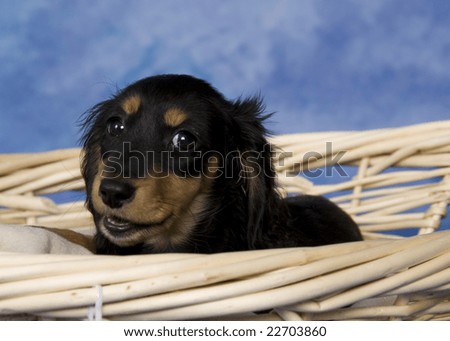 long haired dachshund black. Black and tan long-haired