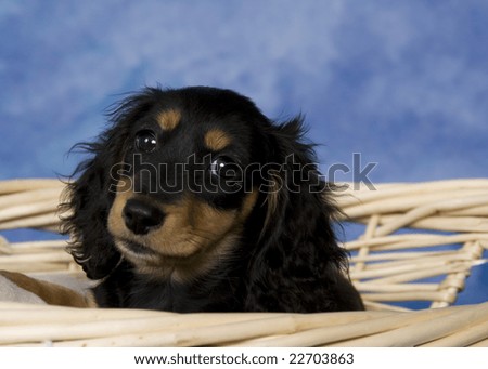 miniature black and tan dachshund. stock photo : Black and tan