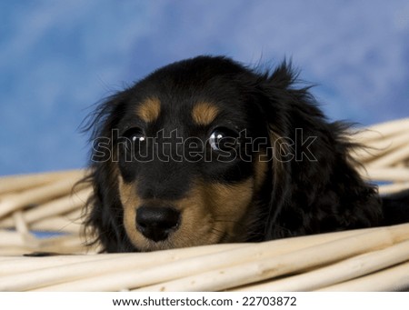 miniature black and tan dachshund. miniature black and tan dachshund. Black And Tan Dachshund. long