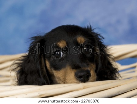 stock photo : Black and tan long-haired miniature dachshund.
