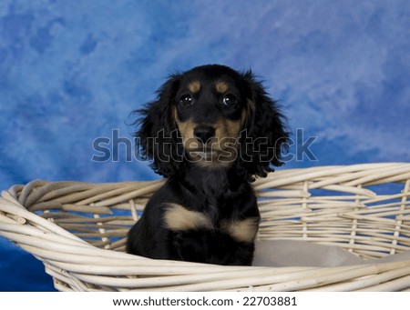 long haired dachshund black and tan. Black and tan long-haired