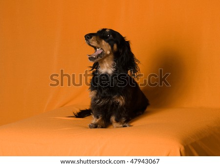 black long haired dachshund puppy. long haired dachshund puppies
