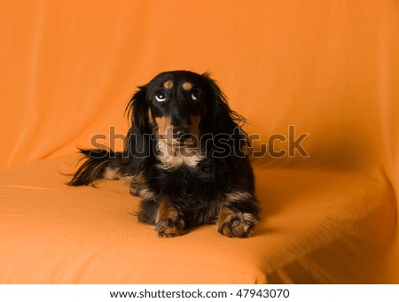 chihuahua long haired dachshund mix. long haired dachshund mix.