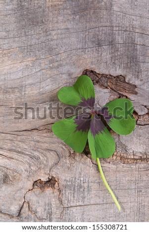 Four-leaf clover on wooden background