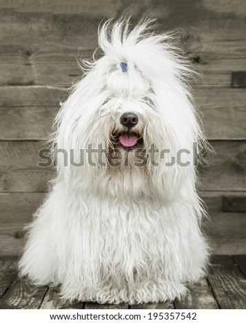 Portrait: Hairy original Coton de Tulear dog - pure white like cotton.