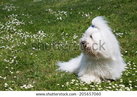 Portrait of a dog: Original Coton de Tulear. Funny pet with long white hair.