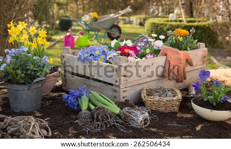 Spring: Gardening in autumn with flowers of primula, hyacinth and forget-me-not.