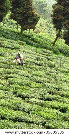 Tea picking on Darjeeling tea gardens