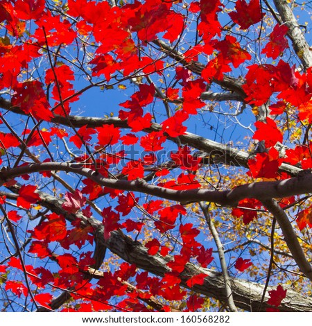Bright red Fall leaves contrast on beautiful blue sky background in New York