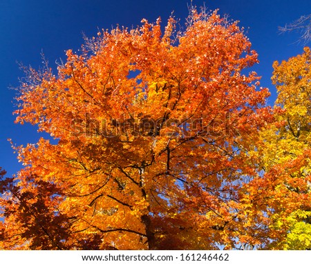 Bright colorful leaves on a Fall tree against a blue sky background