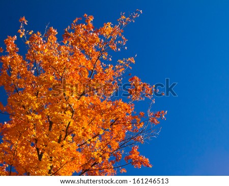 Bright colorful orange fall tree leaves on blue sky background