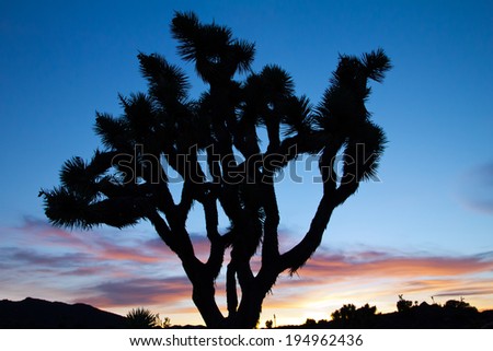 Joshua Tree Silhouette in Colorful Desert Sunset Landscape