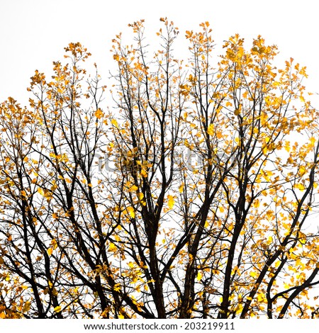 Golden fall leaves on tree branches against white background