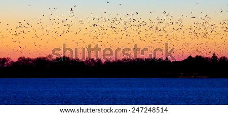Flock of birds flying into the sunset