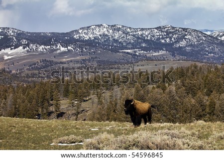 A lone bison stands on a ridge over looking a distant snowy mountain range in spring, Yellowstone National Park Wyoming