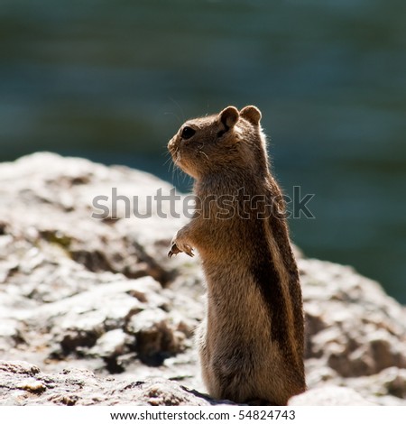 A rodent poses on a rock outcropping in Rocky Mountain Nation Park in Colorado