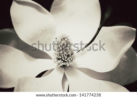 Beautiful Open blooming Magnolia flower in monochrome