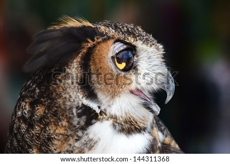 Great Horned owl side profile