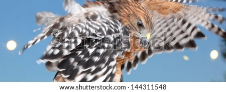 Red shouldered hawk taking off