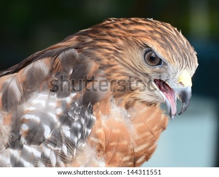 Red shouldered hawk looking down at prey