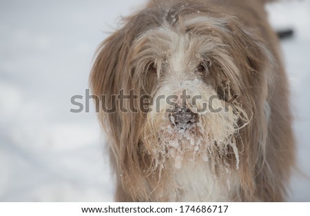Cute Adorable Brown Bearded Collie dog in the snow with snowy face