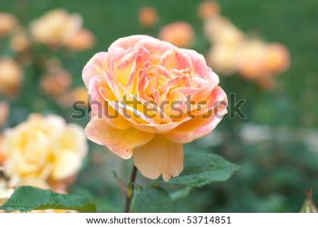 Yellow Peach rose, with other yellow peach roses in the background